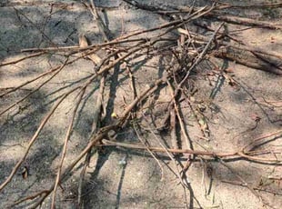 Leaf Removal by Allan Roberts for Herb S. in Washington, DC