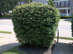 Bush Trimming by Caleb Patton for Pat M. in Cincinnati, OH