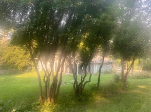 Bush Trimming by Greg Livingston for Mathias W. in Brooklyn Park, MN