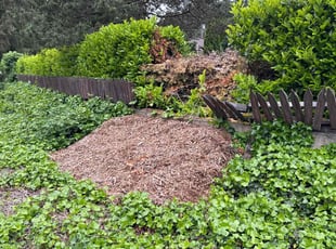 Leaf Removal by Marisa Blair for Danielle H. in Gig Harbor, WA