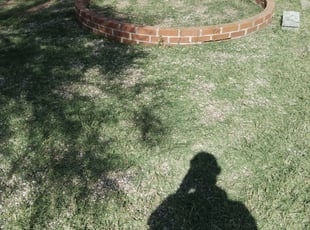 Bush Trimming by Isaac Cooper for Audrey W. in Tucson, AZ
