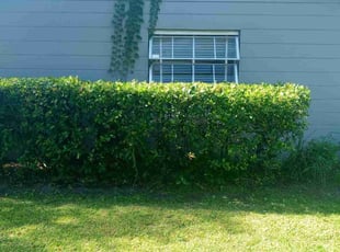Bush Trimming by Marvel Carmichael for Julia S. in Winter Park, FL