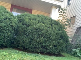 Bush Trimming by Brian Norris for mark t. in Cleveland, OH