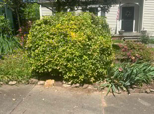 Bush Trimming by Brandon Cain for Michael L. in Winston-Salem, NC