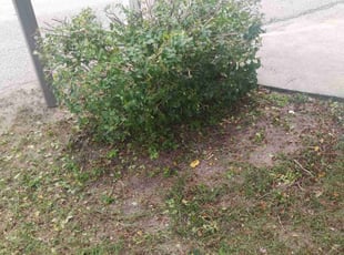 Bush Trimming by Angel Domenech for Sue M. in Kissimmee, FL