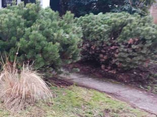 Bush Trimming by Brandon Hill for Andrew Q. in Portland, OR