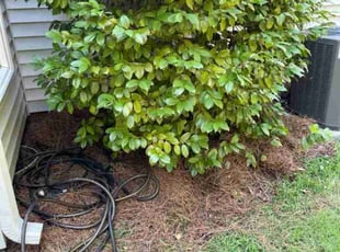 Landscaping by John Williams for Nicole Y. in Charlotte, NC