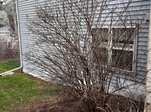 Bush Trimming by Kevin Rhyne for Chris C. in Madison, WI