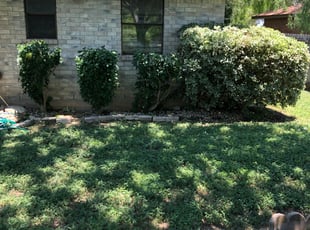 Bush Trimming by Aaron Jackson for Marsha M. in Cibolo, TX