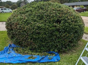 Bush Trimming by Rodney Thibodeaux for Ashley M. in Baton Rouge, LA
