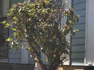Bush Trimming by Juan Manuel Silva correa for Bob W. in Gresham, OR