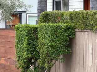 Bush Trimming by Nicholas Poulsen for Michael F. in San Diego, CA