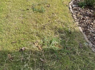 Weeding by Carlton Gregory for Jeanette M. in Atlanta, GA
