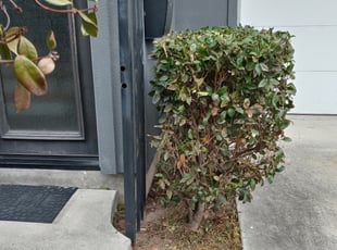 Matt R.'s Bush Trimming service result