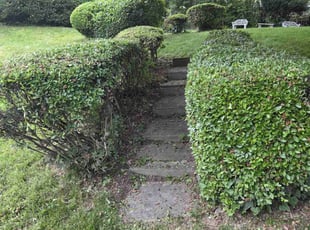 Bush Trimming by Douglas Rivas for Arnold Thomas B. in Washington, DC