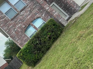 Bush Trimming by Juan Garcia for Mark R. in McKinney, TX