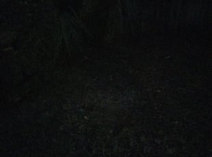 Leaf Removal by Robert Williams for Rebecca F. in Orange Park, FL