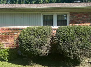 Bush Trimming by Marvin McCoy for Michelle A. in Columbia, SC