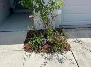 Mulching by Ramon Taguja for andrea F. in Ruskin, FL