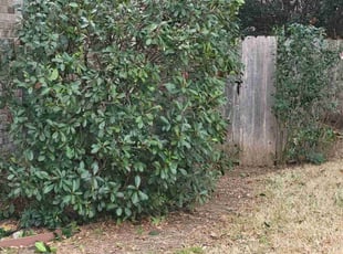 Bush Trimming by Jason Westgor for Peter B. in San Antonio, TX