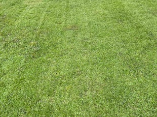 Lori L.'s Lawn Care service result