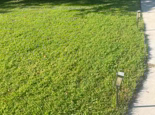 Michael H.'s Lawn Care service result