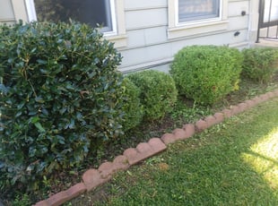 Bush Trimming by Derrick Graves for Christopher W. in Bowie, MD