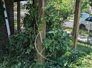 Bush Trimming by Carlos Giron for Debbie B. in Washington, DC