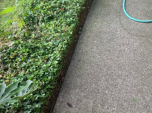 Bush Trimming by Antonio Ortega for Jeff T. in Milwaukie, OR