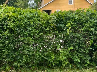 Bush Trimming by Michael Smith for Traci B. in Baltimore, MD