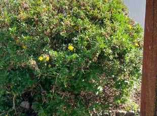 Bush Trimming by Ajai Narayan for Felicia v. in Elk Grove, CA