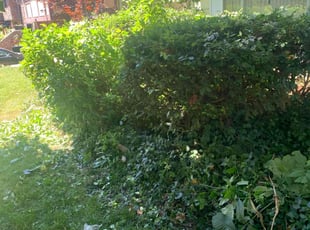 Bush Trimming by Zachary Sizemore for Desiree D. in Columbus, OH