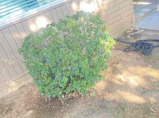 Bush Trimming by Uriel Aldrete for Michele B. in Sacramento, CA