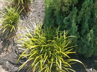 Weeding by Efrain Perez for Heath C. in Richmond, TX