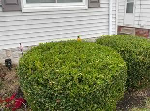 Bush Trimming by Scott Basinger for Theresa M. in Parma, OH