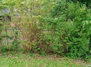Bush Trimming by Gregory Batchelor for Bill D. in Kingston, TN