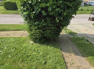 Bush Trimming by Harrison Thomas for Brian A. in Cleveland, OH