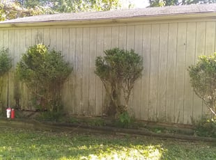 Bush Trimming by Deactivated Account for Kevin G. in Indianapolis, IN