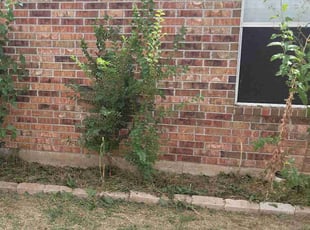 Weeding by Timothy Steward for lance W. in Yukon, OK