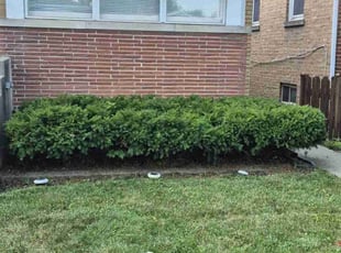 Bush Trimming by David Solomon for Lori L. in Chicago, IL