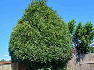 Bush Trimming by Christapher Giroux for Jonathan T. in Tacoma, WA