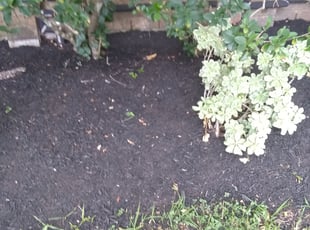 Leaf Removal by Donovan Perry for Renita B. in Katy, TX