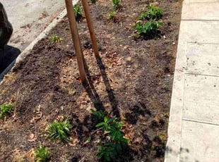 Weeding by Kristofel Simbajon for Wenona R. in Seattle, WA
