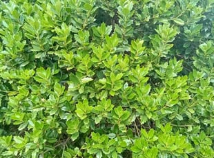 Bush Trimming by Jesse Blackshear for Elaine D. in Atlanta, GA