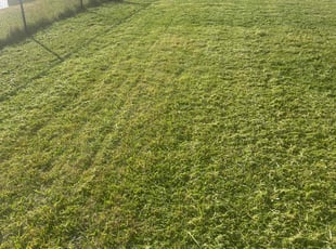 Lydia W.'s Lawn Service service result