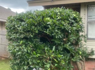 Bush Trimming by Lance Holtman for Jeannie T. in Oklahoma City, OK