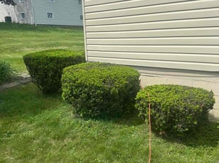 Bush Trimming by Thomas Albert for Mary R. in New Kensington, PA