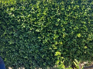 Bush Trimming by Carlos Meza for Teresa D. in Inglewood, CA