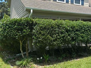 Bush Trimming by Shawn Palmer for Andrea H. in Jacksonville, NC