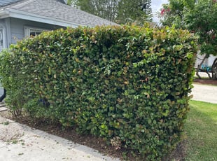 Bush Trimming by Charles Walton for Cody C. in Wellington, FL